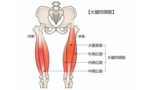 大腿四頭筋の牽引によりオスグッドが発症しやすい