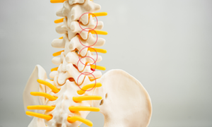 腰椎椎間関節の説明