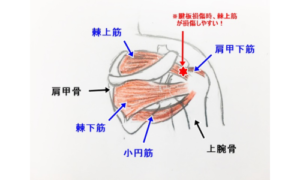 回旋筋腱板の説明