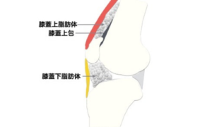 膝蓋下脂肪体の説明