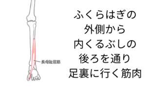 長拇趾屈筋の説明