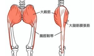 腸脛靭帯の説明