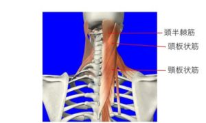 背部から頸部に走行する筋肉の説明