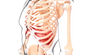 横隔膜の硬さも頚部痛の一因になる